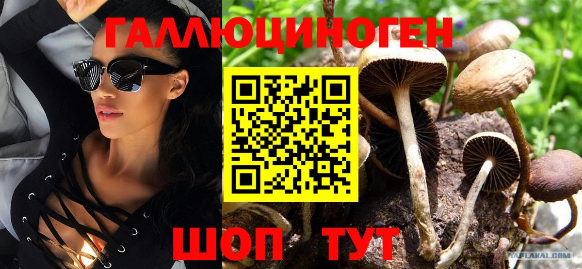 Псилоцибиновые грибы Psilocybe Королёв